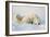 Polar Bears-null-Framed Photographic Print