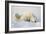 Polar Bears-null-Framed Photographic Print