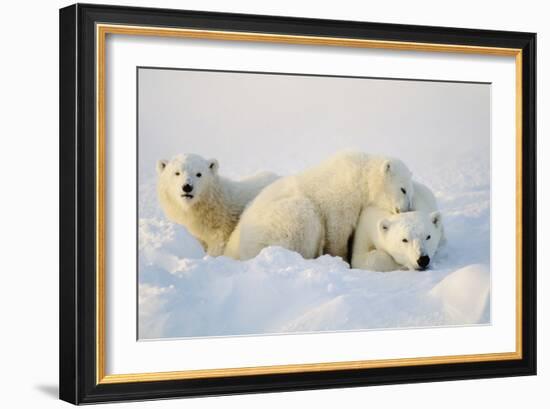 Polar Bears-null-Framed Photographic Print