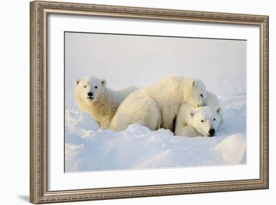 Polar Bears-null-Framed Photographic Print