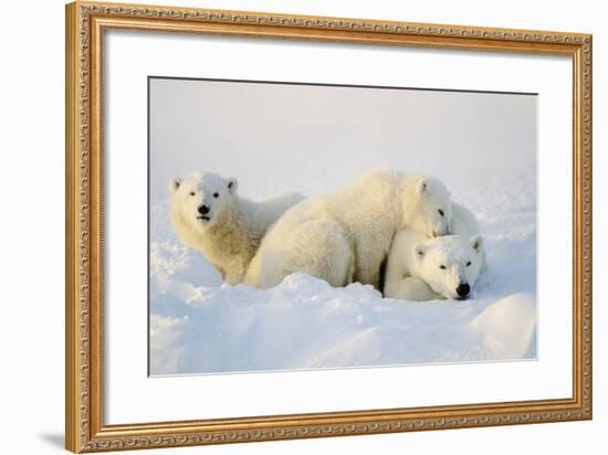 Polar Bears-null-Framed Photographic Print