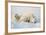 Polar Bears-null-Framed Photographic Print