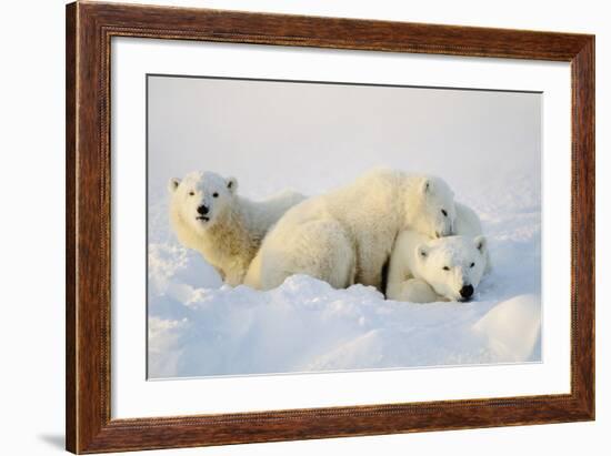 Polar Bears-null-Framed Photographic Print