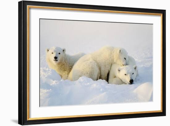 Polar Bears-null-Framed Photographic Print