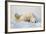 Polar Bears-null-Framed Photographic Print