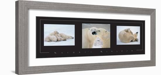 Polar Bears-unknown unknown-Framed Photo