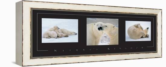 Polar Bears-unknown unknown-Framed Stretched Canvas