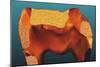 Polarised LM of a Tooth with Various Fillings-Volker Steger-Mounted Photographic Print