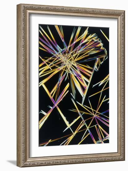 Polarised LM of Crystals of Caffeine-Sinclair Stammers-Framed Photographic Print