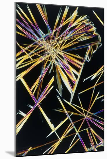 Polarised LM of Crystals of Caffeine-Sinclair Stammers-Mounted Photographic Print