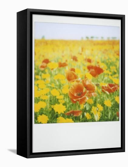 Polaroid of Field of Poppies and Yellow Wild Flowers, Near Fez, Morocco, North Africa, Africa-Lee Frost-Framed Premier Image Canvas