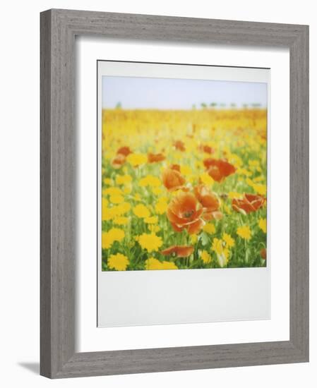 Polaroid of Field of Poppies and Yellow Wild Flowers, Near Fez, Morocco, North Africa, Africa-Lee Frost-Framed Photographic Print