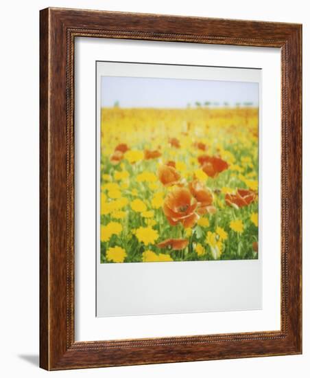 Polaroid of Field of Poppies and Yellow Wild Flowers, Near Fez, Morocco, North Africa, Africa-Lee Frost-Framed Photographic Print