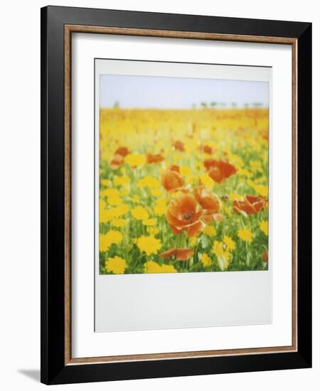 Polaroid of Field of Poppies and Yellow Wild Flowers, Near Fez, Morocco, North Africa, Africa-Lee Frost-Framed Photographic Print