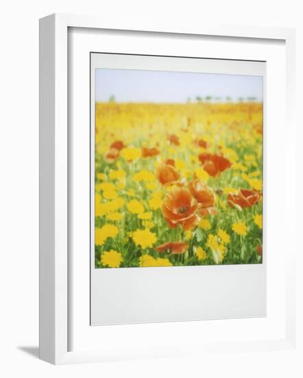 Polaroid of Field of Poppies and Yellow Wild Flowers, Near Fez, Morocco, North Africa, Africa-Lee Frost-Framed Photographic Print