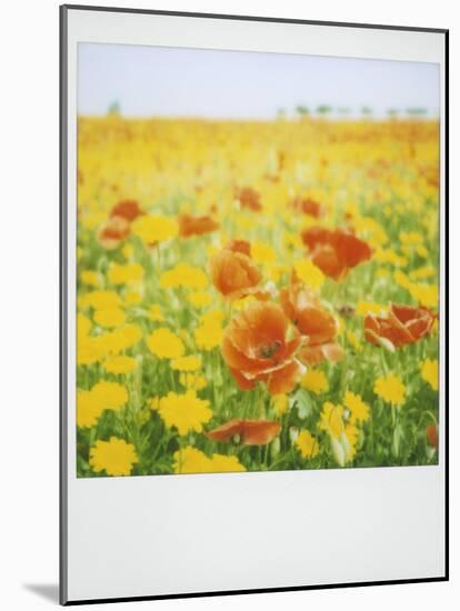 Polaroid of Field of Poppies and Yellow Wild Flowers, Near Fez, Morocco, North Africa, Africa-Lee Frost-Mounted Photographic Print