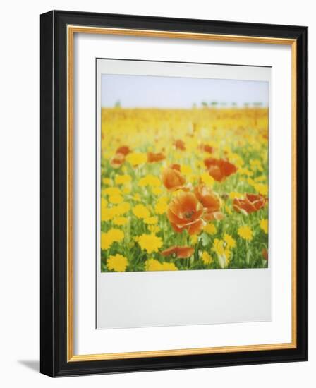 Polaroid of Field of Poppies and Yellow Wild Flowers, Near Fez, Morocco, North Africa, Africa-Lee Frost-Framed Photographic Print