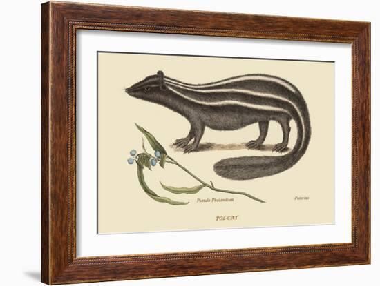 Polcat-Mark Catesby-Framed Premium Giclee Print