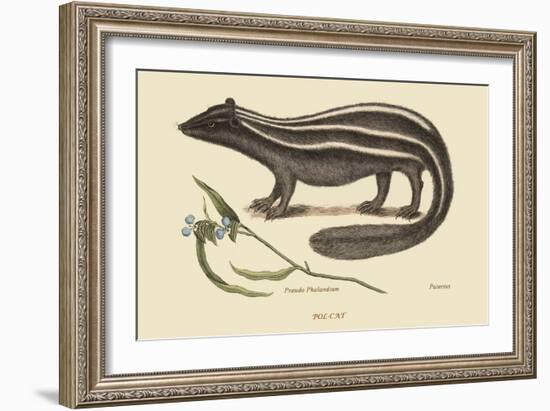 Polcat-Mark Catesby-Framed Art Print