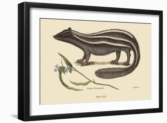 Polcat-Mark Catesby-Framed Art Print