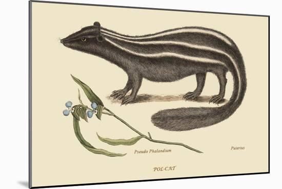 Polcat-Mark Catesby-Mounted Art Print