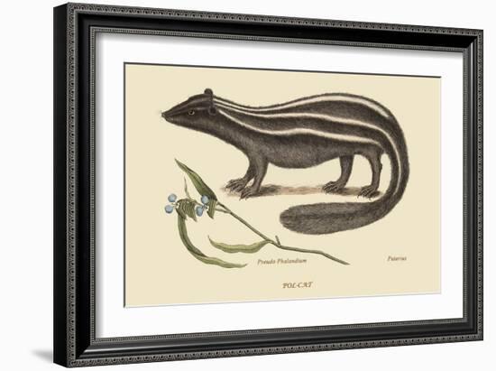 Polcat-Mark Catesby-Framed Art Print