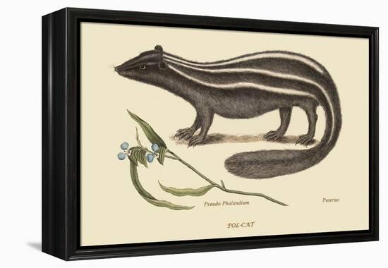 Polcat-Mark Catesby-Framed Stretched Canvas