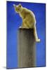 Pole Cat-Will Bullas-Mounted Giclee Print