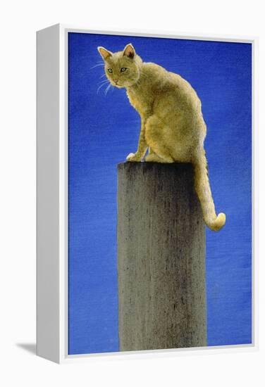 Pole Cat-Will Bullas-Framed Premier Image Canvas