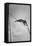 Pole Vaulter Don Bragg Setting World Pole Vault Record-Grey Villet-Framed Premier Image Canvas