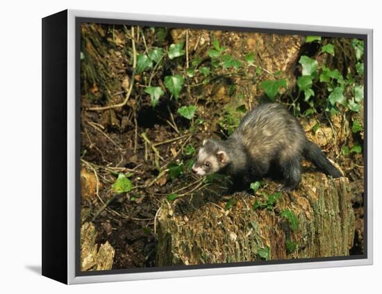 Polecat Ferret, Warwickshire, England, United Kingdom, Europe-Rainford Roy-Framed Premier Image Canvas