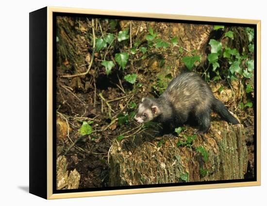 Polecat Ferret, Warwickshire, England, United Kingdom, Europe-Rainford Roy-Framed Premier Image Canvas
