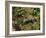 Polecat Ferret, Warwickshire, England, United Kingdom, Europe-Rainford Roy-Framed Photographic Print