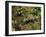 Polecat Ferret, Warwickshire, England, United Kingdom, Europe-Rainford Roy-Framed Photographic Print