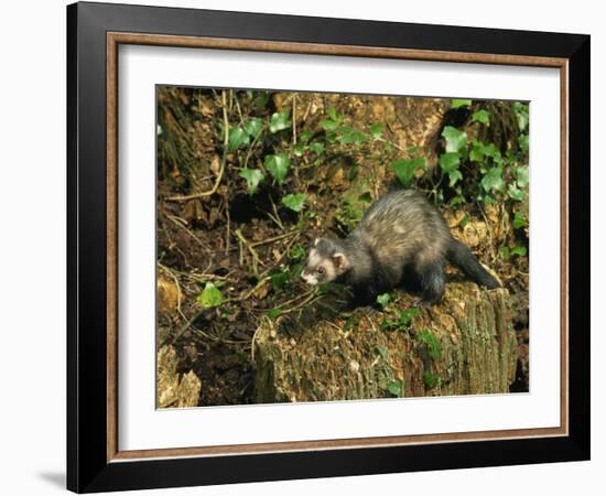 Polecat Ferret, Warwickshire, England, United Kingdom, Europe-Rainford Roy-Framed Photographic Print