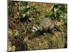 Polecat Ferret, Warwickshire, England, United Kingdom, Europe-Rainford Roy-Mounted Photographic Print
