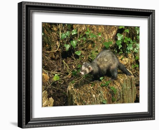 Polecat Ferret, Warwickshire, England, United Kingdom, Europe-Rainford Roy-Framed Photographic Print