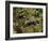 Polecat Ferret, Warwickshire, England, United Kingdom, Europe-Rainford Roy-Framed Photographic Print