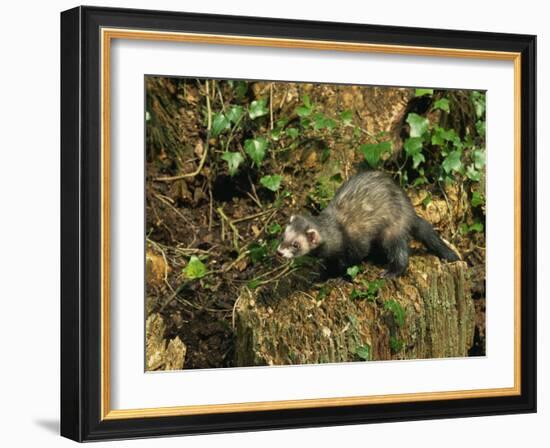 Polecat Ferret, Warwickshire, England, United Kingdom, Europe-Rainford Roy-Framed Photographic Print