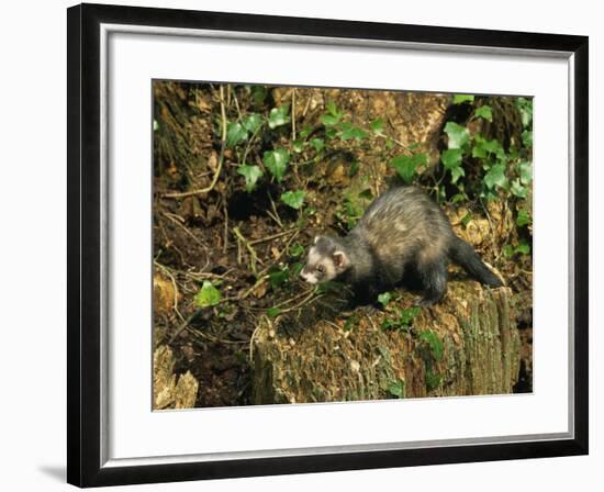 Polecat Ferret, Warwickshire, England, United Kingdom, Europe-Rainford Roy-Framed Photographic Print