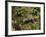 Polecat Ferret, Warwickshire, England, United Kingdom, Europe-Rainford Roy-Framed Photographic Print