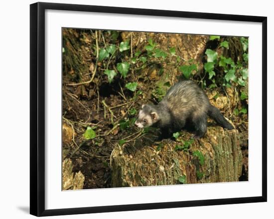 Polecat Ferret, Warwickshire, England, United Kingdom, Europe-Rainford Roy-Framed Photographic Print