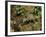 Polecat Ferret, Warwickshire, England, United Kingdom, Europe-Rainford Roy-Framed Photographic Print