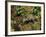 Polecat Ferret, Warwickshire, England, United Kingdom, Europe-Rainford Roy-Framed Photographic Print