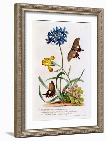 Polianthes, Oxalis and Iris, 1749-Georg Dionysius Ehret-Framed Giclee Print