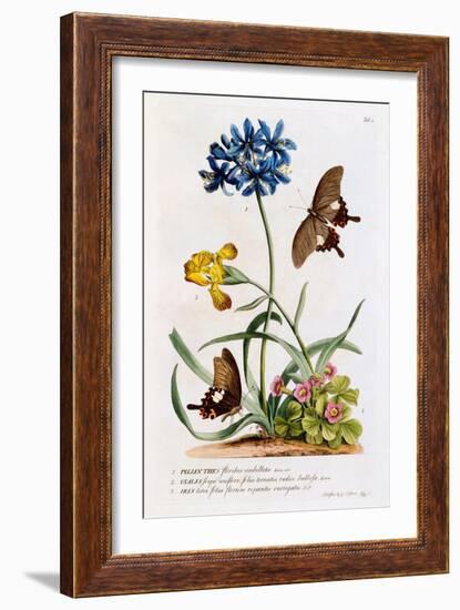 Polianthes, Oxalis and Iris, 1749-Georg Dionysius Ehret-Framed Giclee Print