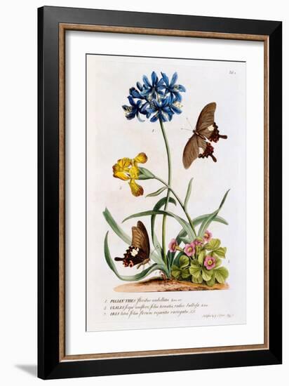 Polianthes, Oxalis and Iris, 1749-Georg Dionysius Ehret-Framed Giclee Print