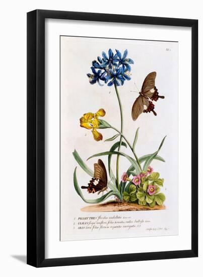 Polianthes, Oxalis and Iris, 1749-Georg Dionysius Ehret-Framed Giclee Print