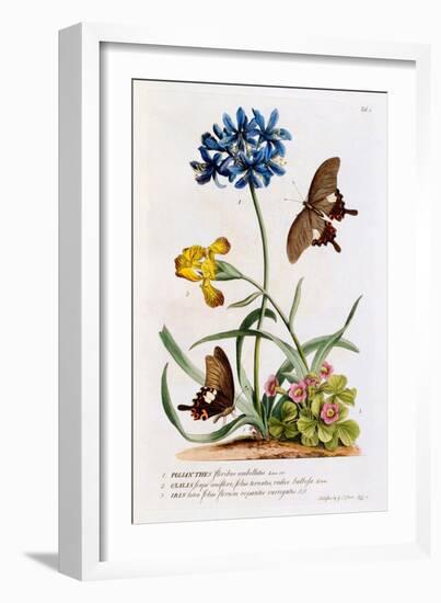 Polianthes, Oxalis and Iris, 1749-Georg Dionysius Ehret-Framed Giclee Print