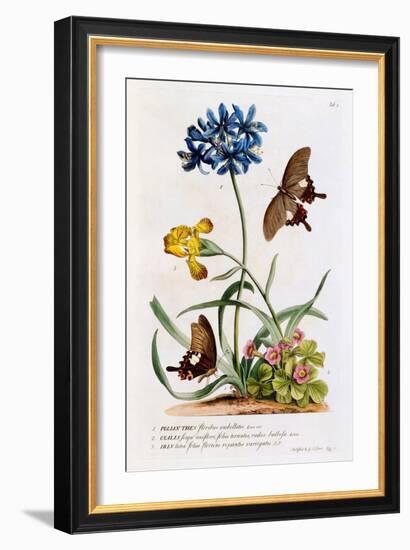 Polianthes, Oxalis and Iris, 1749-Georg Dionysius Ehret-Framed Giclee Print